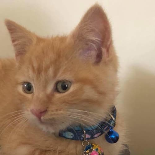 Kikimore 