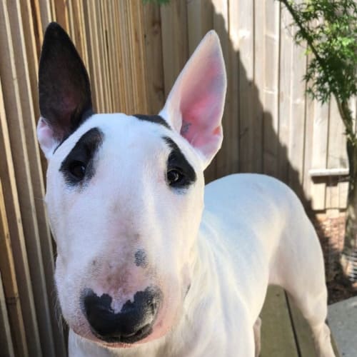 Charlah - foster home needed