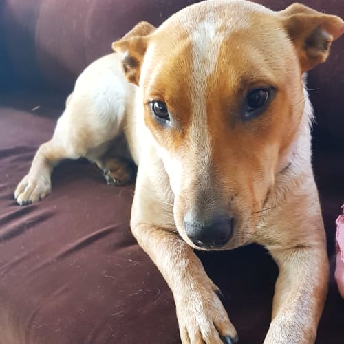 Josie ~ Cattle Dog x Terrier (on trial 24/11/18)