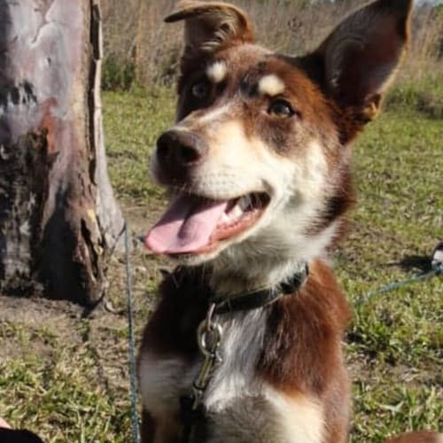 Izzy ~ 6 month old Kelpie X (On Trial 19/10/18)