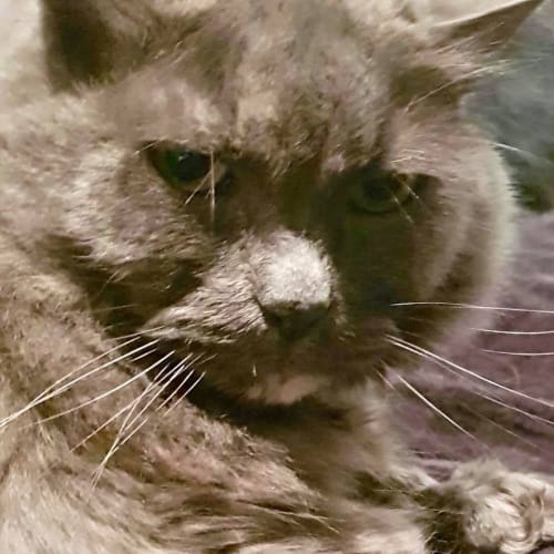 Lady - New Foster Carer Needed