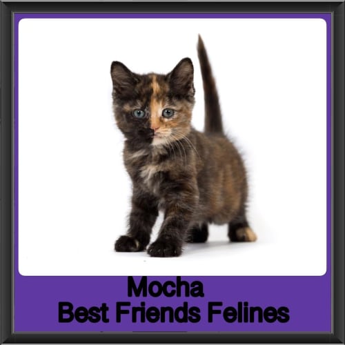 Mocha 