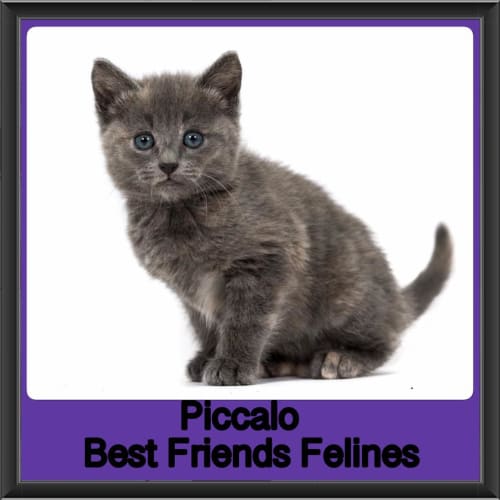 Piccalo 