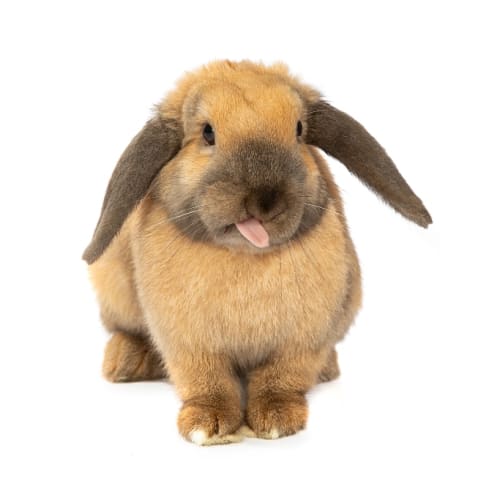 Bunyonce