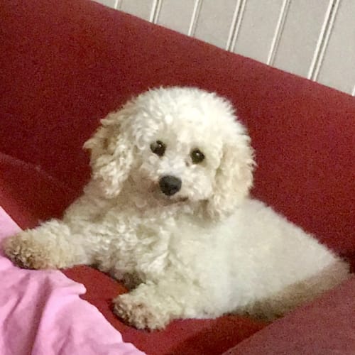 Sophie