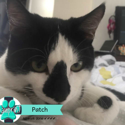 Patch