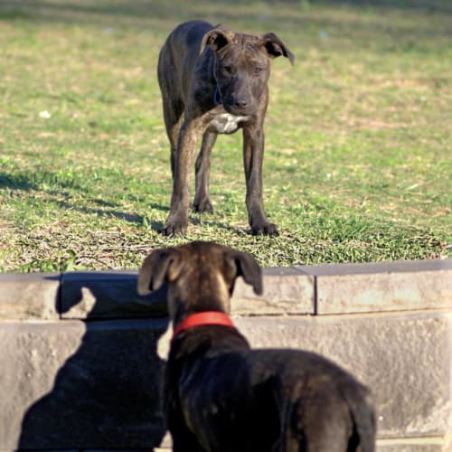 Opal ~ Staffy x puppy (on trial 28/10/18)