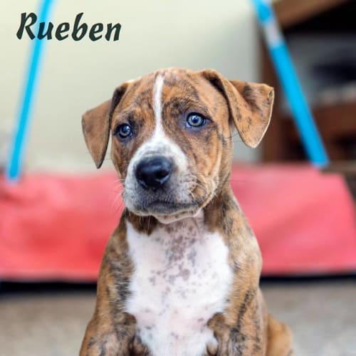 Rueben