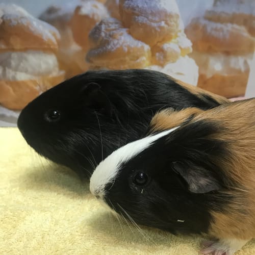 Biscuit & Cream Puff