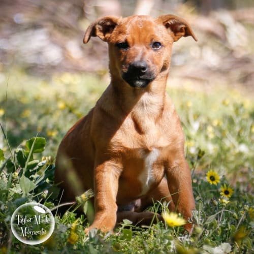 Annie * No more calls please Adoption Pending *