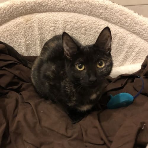 Bonnie **2nd Chance Cat Rescue**