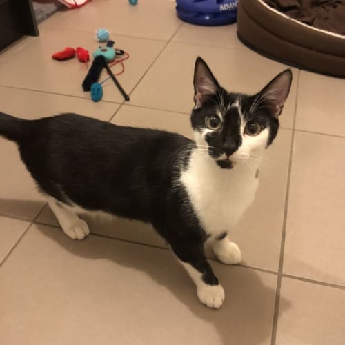 Clyde **2nd Chance Cat Rescue**