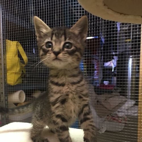 Juno