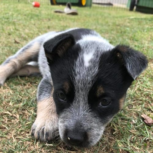 Matilda
