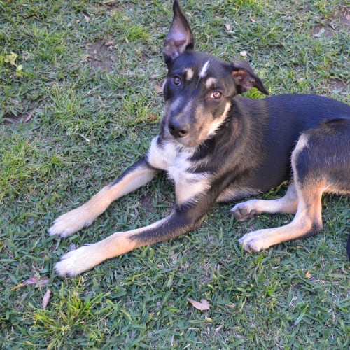 Milo ~ Kelpie x (on trial 31/12/18)