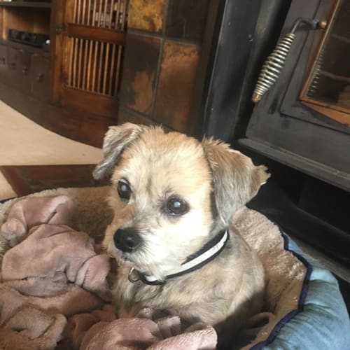 Old-Man Charlie (AV1045)