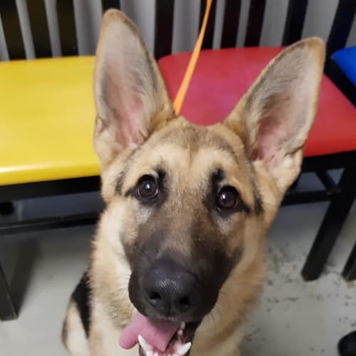 Leila