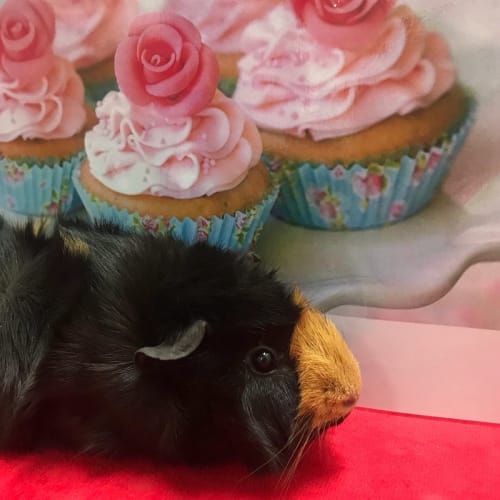 Cupcake