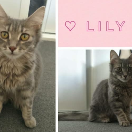 Lily 