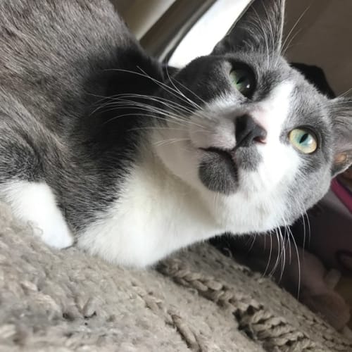 Koda