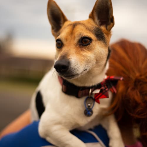 Louis ~ Jack Russell x (on trial 13/10/18)