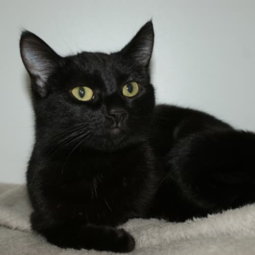 Willow sua003020