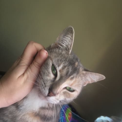 Sophie