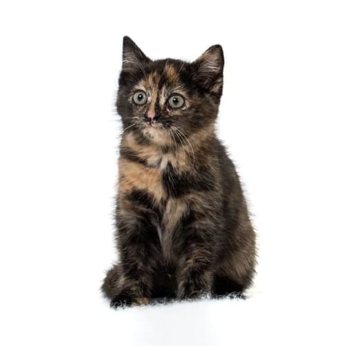 Esmeralda 