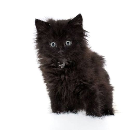 Onyx