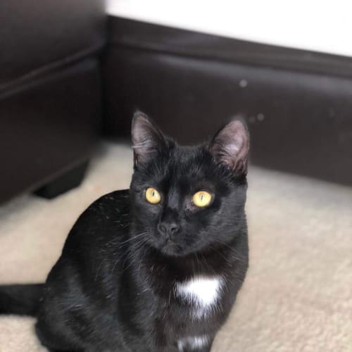 Magic with Snooky 😻