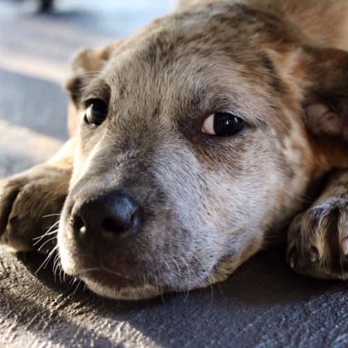 Khia ~ Mastiff x (on trial 26/10/2018)