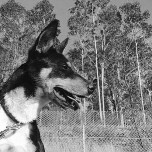Milly ~ Kelpie X (on trial 9/12/18)