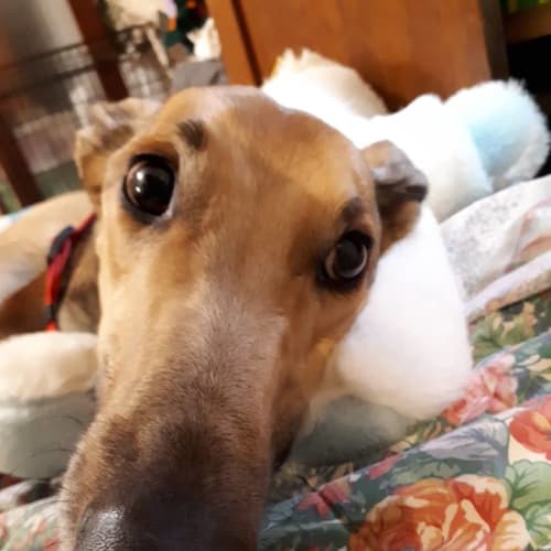 Fizz ~ Greyhound (on trial 27/10/18)