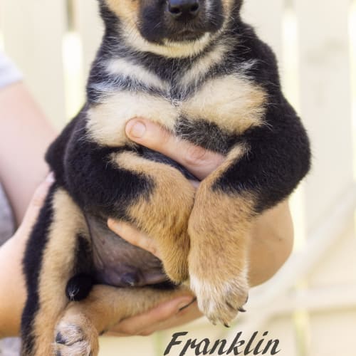 Franklin