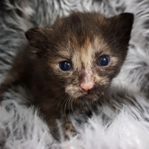 Elba aka Possum 
