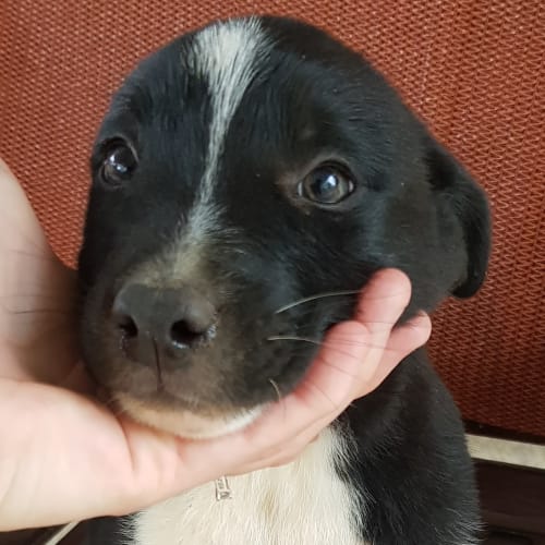 Charlie