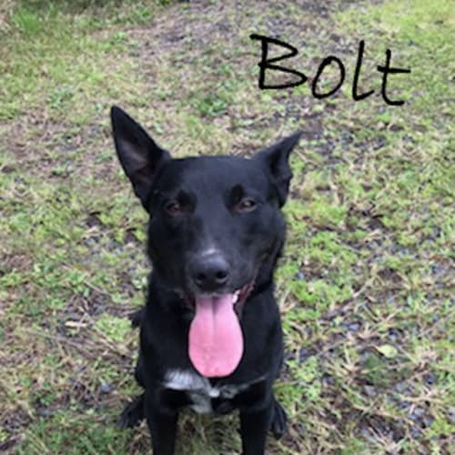 Bolt