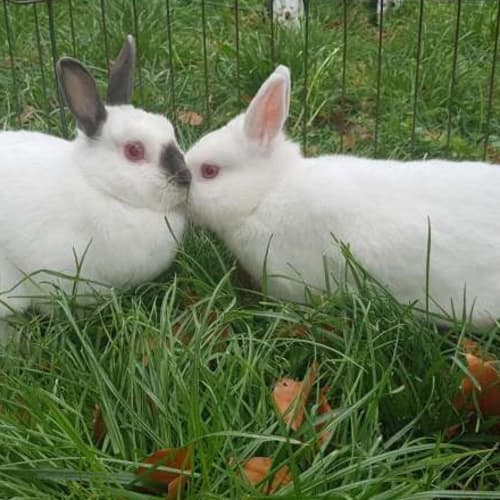 Snowflake & Bluebelle 
