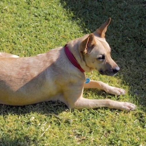 Mia D3977 - Adoption Pending