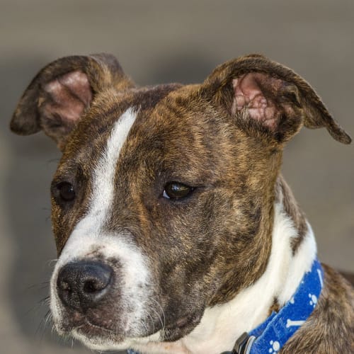 Boof ~ Staffy puppy (on trial 26/10/18)