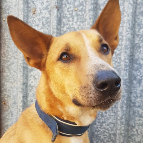 Odie D3992 