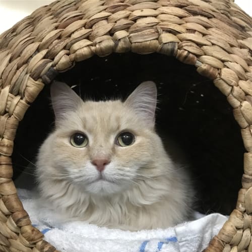 Queen Fluffy Pants 