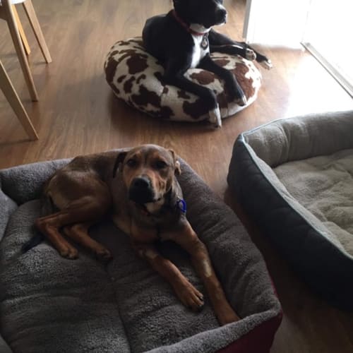 Elliott ~ Rottweiler x Mastiff (on trial 9/12/18))