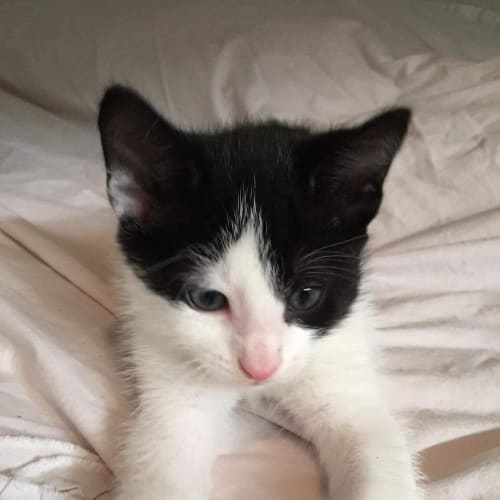 Monty - Purrfect Match Cat Adoptions 