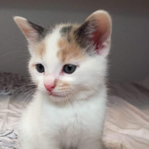 Angelique- Purrfect Match Cat Adoptions 
