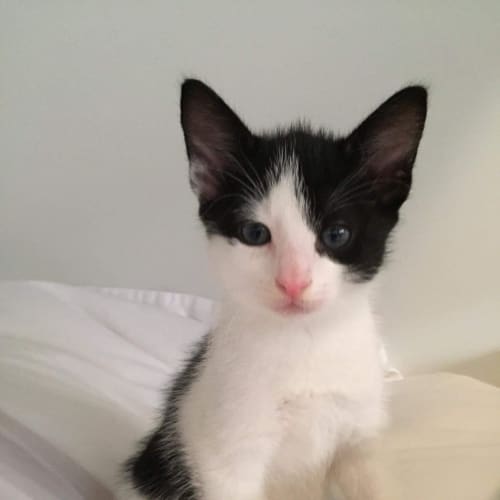Monty - Purrfect Match Cat Adoptions 