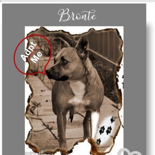 Bronte ~ 5yo female Staffy x