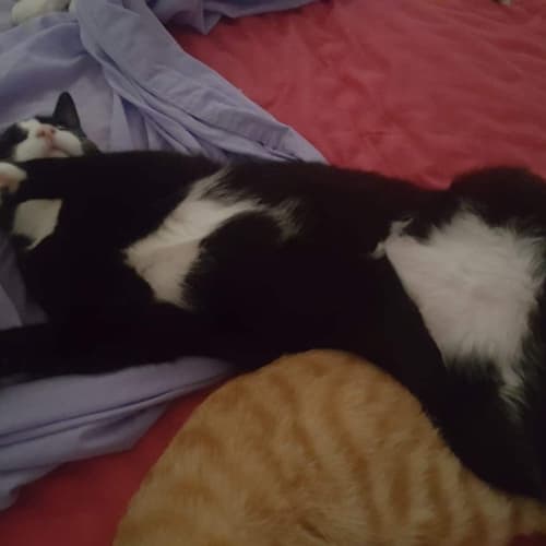 "Beasley" - Purrfect Match
