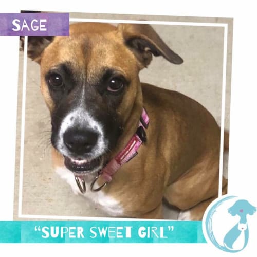 Sage