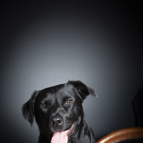 Snoozy ~ Labrador x (on trial 3/11/18)
